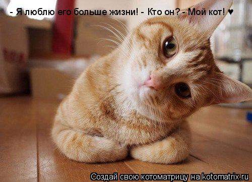 Котоматрица: - Я люблю его больше жизни! - Я люблю его больше жизни! - Кто он? - Мой кот! &#9829;