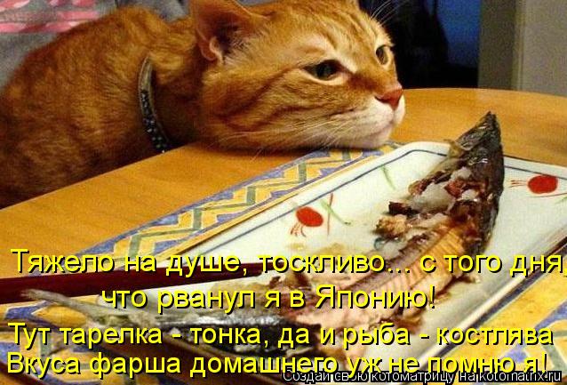 Котоматрица: что рванул я в Японию! Тут тарелка - тонка, да и рыба - костлява Тяжело на душе, тоскливо... с того дня, Вкуса фарша домашнего уж не помню я!