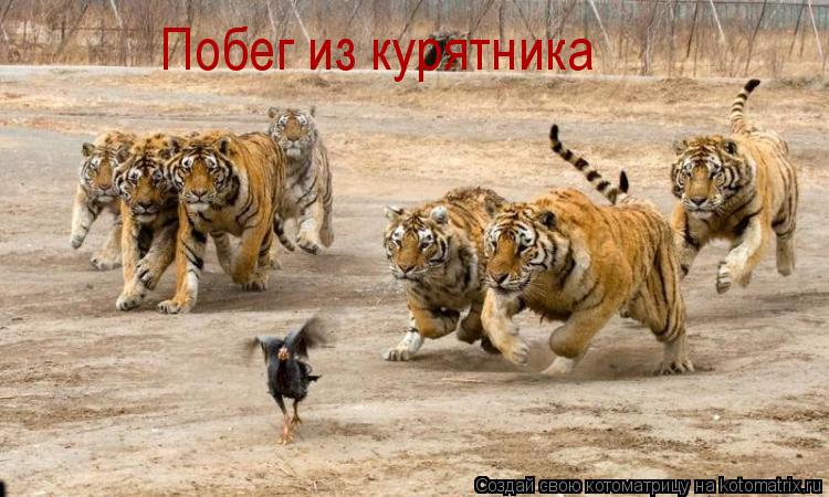 Котоматрица: Побег из курятника