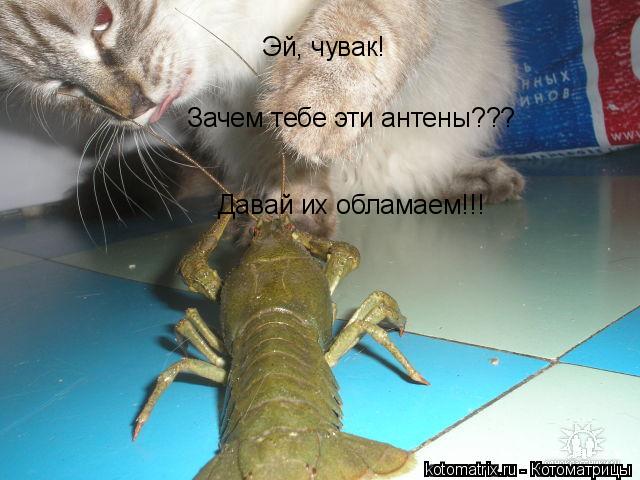 Котоматрица: Эй, чувак! Зачем тебе эти антены??? Давай их обламаем!!!
