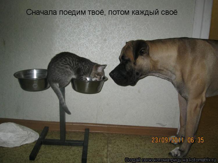 Котоматрица: Сначала поедим твоё, потом каждый своё