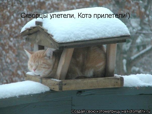 Котоматрица: Скворцы улетели, Котэ прилетели!)