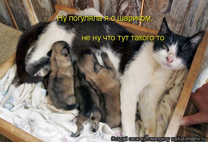 Котоматрица: Ну погуляла я с шариком,  не ну что тут такого то