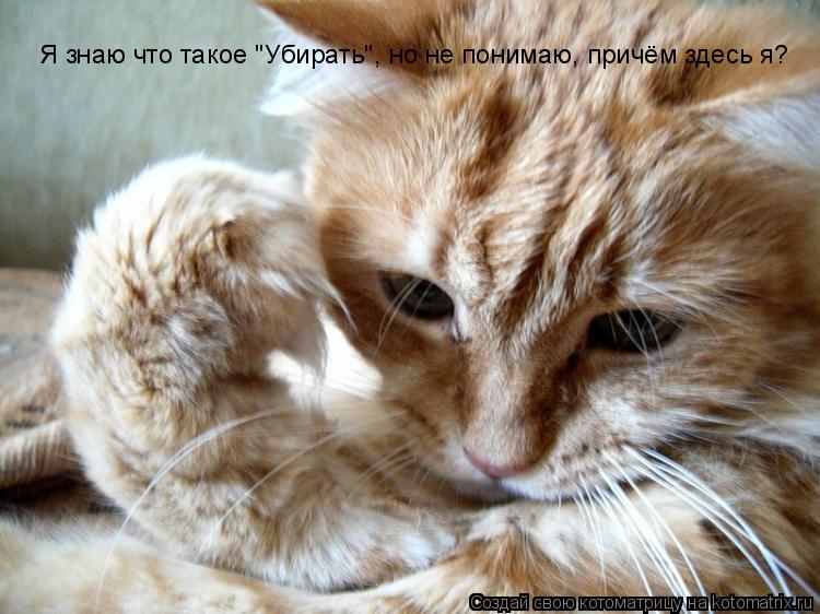 Котоматрица: Я знаю что такое "Убирать", но не понимаю, причём здесь я?