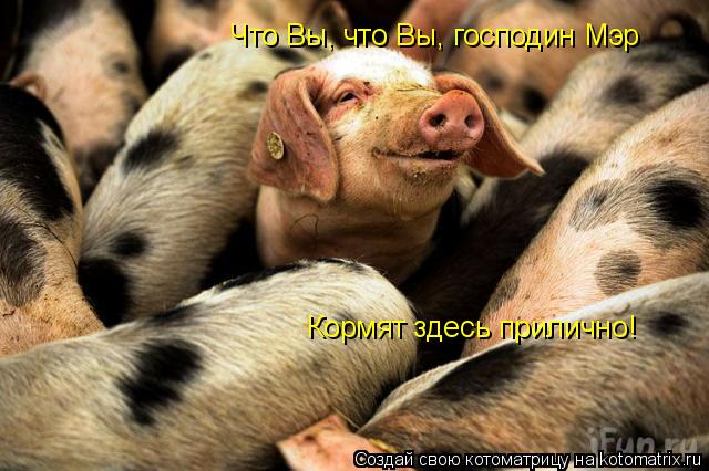 Котоматрица: Что Вы, что Вы, господин Мэр Кормят здесь прилично!