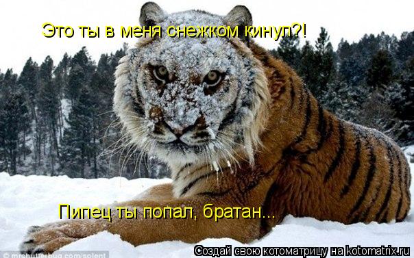 Котоматрица: Это ты в меня снежком кинул?! Пипец ты попал, братан...