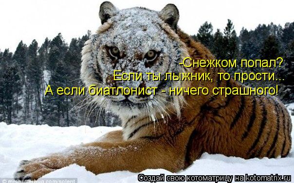 Котоматрица: -Снежком попал?  Если ты лыжник, то прости... А если биатлонист - ничего страшного!