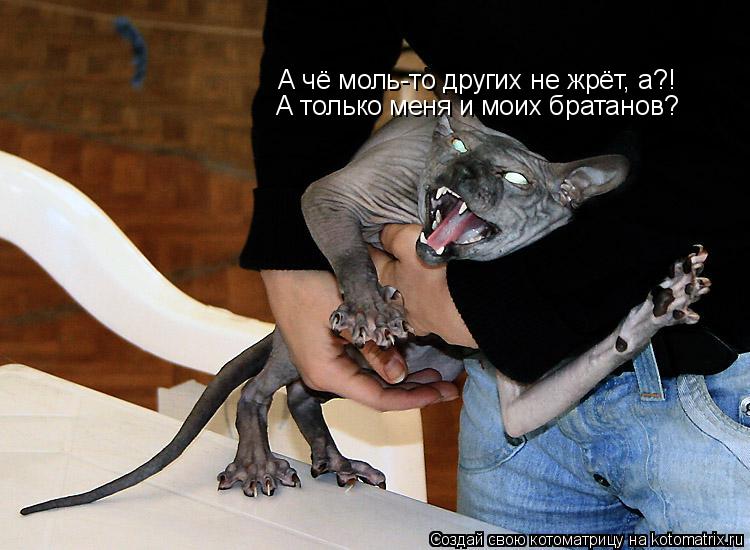 Котоматрица: А чё моль-то других не жрёт, а?! А только меня и моих братанов?