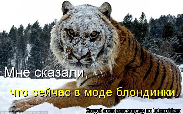 Котоматрица: Мне сказали,  что сейчас в моде блондинки.