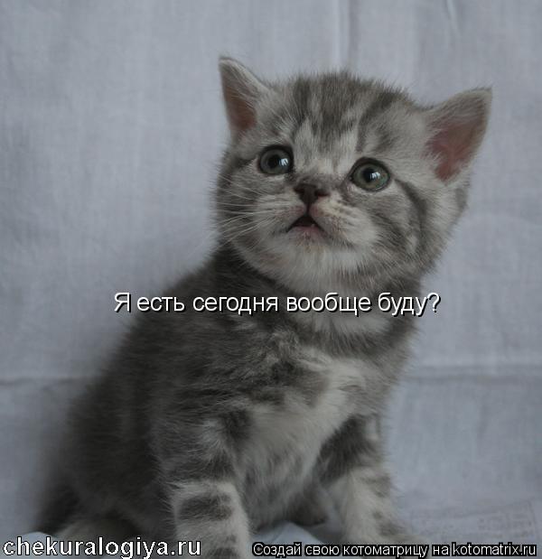 Котоматрица: Я есть сегодня вообще буду?