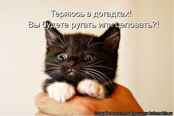 Котоматрица: Теряюсь в догадках! Вы будете ругать или целовать?!