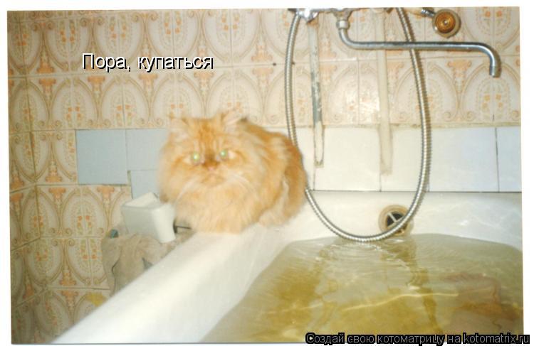 Котоматрица: Пора, купаться Пора, купаться