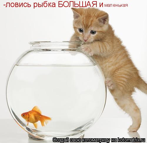 Котоматрица: -ловись рыбка БОЛЬШАЯ и маленькая