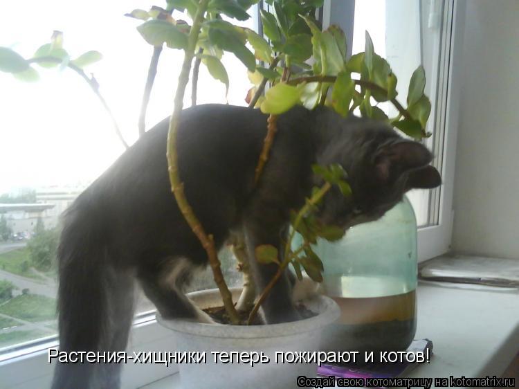 Котоматрица: Растения-хищники теперь пожирают и котов!