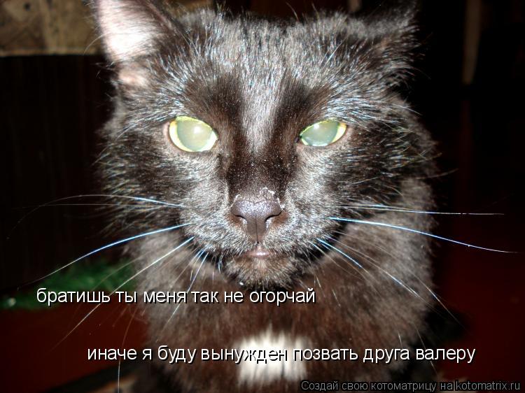 Котоматрица: братишь ты меня так не огорчай братишь ты меня так не огорчай  иначе я буду вынужден позвать друга валеру  иначе я буду вынужден позвать дру