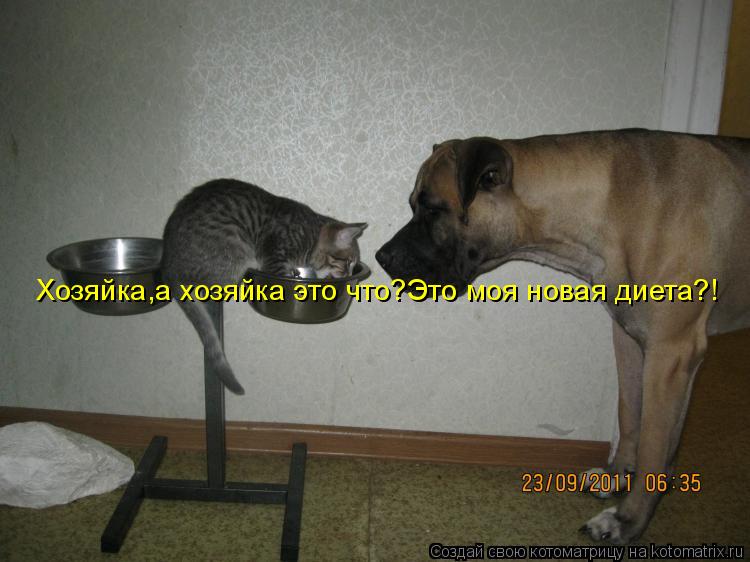 Котоматрица: Хозяйка,а хозяйка это что?Это моя новая диета?!