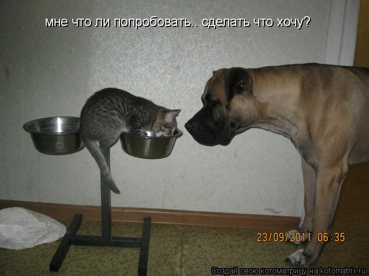 Котоматрица: мне что ли попробовать.. сделать что хочу?