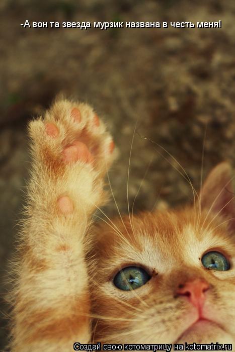 Котоматрица: -А вон та звезда мурзик названа в честь меня!