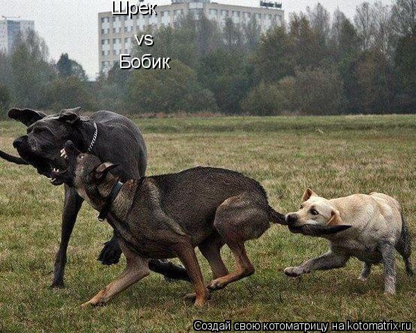 Котоматрица: Шрек vs Бобик