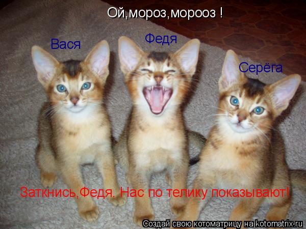 Котоматрица: Вася Серёга Ой,мороз,морооз ! Федя Заткнись,Федя. Нас по телику показывают!