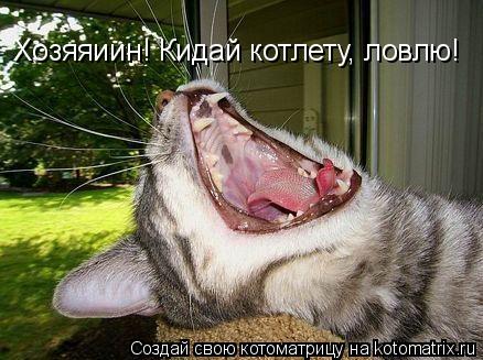Котоматрица: Хозяяиин! Кидай котлету, ловлю!