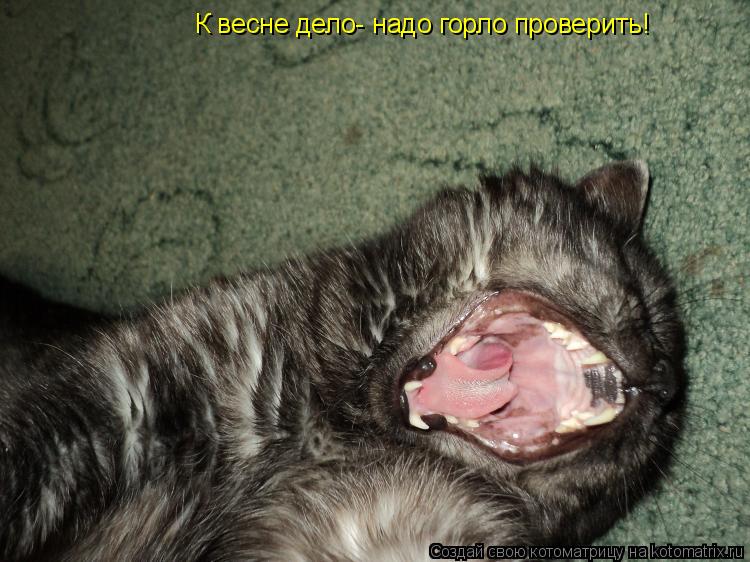 Котоматрица: К весне дело- надо горло проверить!