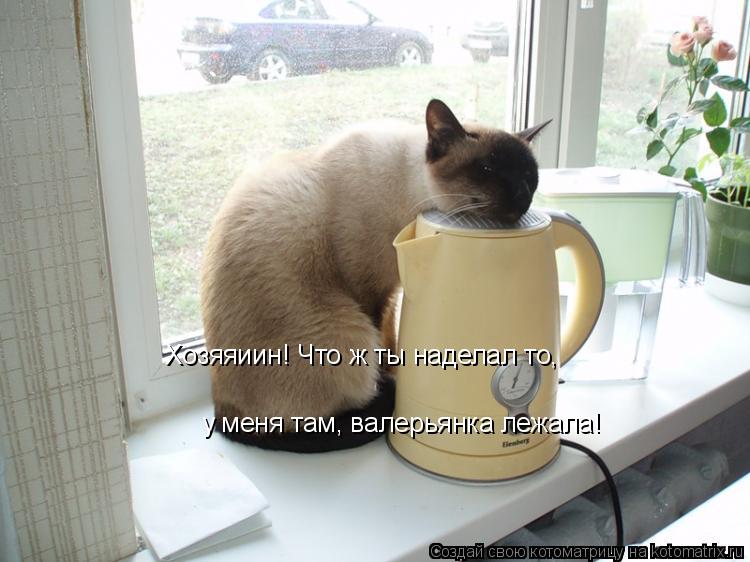 Котоматрица: Хозяяиин! Что ж ты наделал то, у меня там, валерьянка лежала!