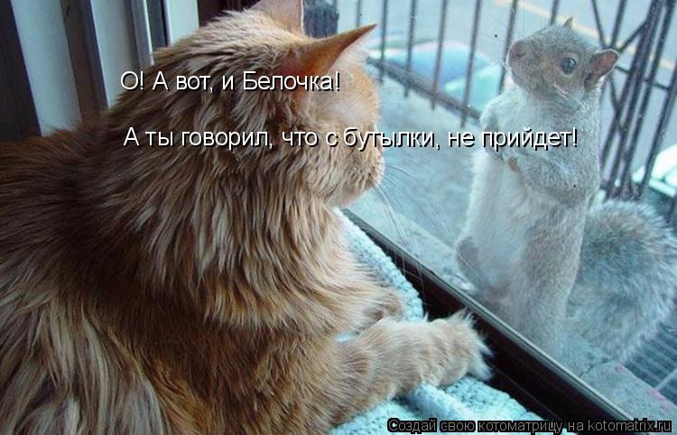 Котоматрица: О! А вот, и Белочка! А ты говорил, что с бутылки, не прийдет!