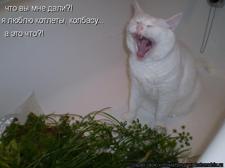 Котоматрица: что вы мне дали?! я люблю котлеты, колбасу... а это что?!