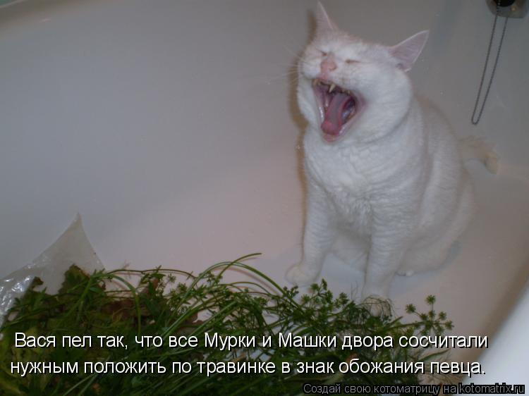 Котоматрица: Вася пел так, что все Мурки и Машки двора сосчитали  нужным положить по травинке в знак обожания певца.