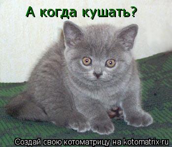 А когда кушать?... Котоматрица: А когда кушать?