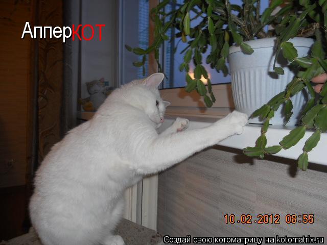 Котоматрица: Аппер КОТ