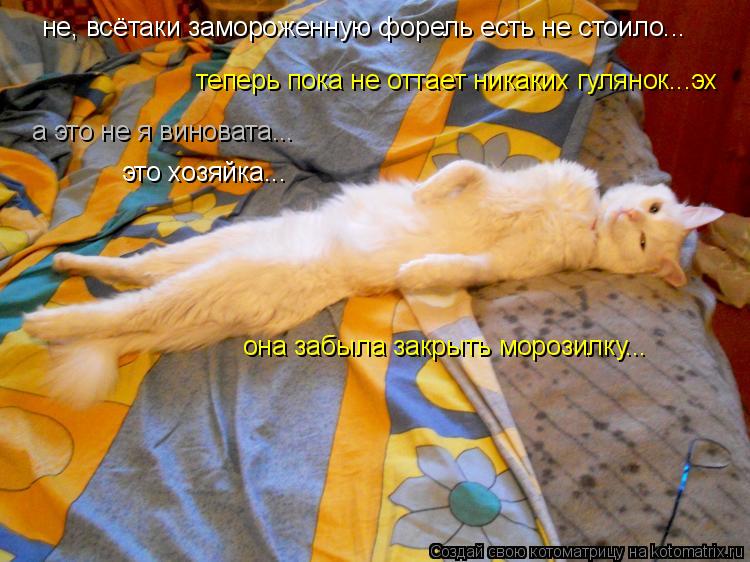 Котоматрица: не, всётаки замороженную форель есть не стоило... теперь пока не оттает никаких гулянок...эх а это не я виновата... это хозяйка... она забыла зак