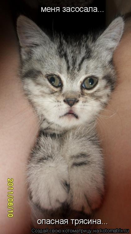 Котоматрица: меня засосала...  опасная трясина...