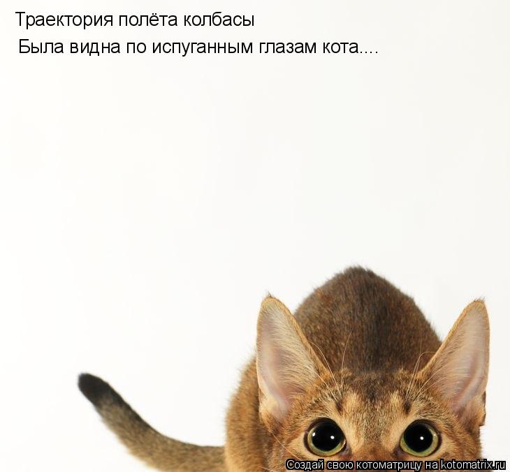 Котоматрица: Траектория полёта колбасы Была видна по испуганным глазам кота....