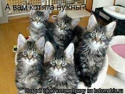 Котоматрица: А вам котята нужны?