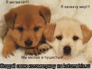 Котоматрица: Мы милые и пушистые! Я захвачу мир!!! Я мегамозг!!!