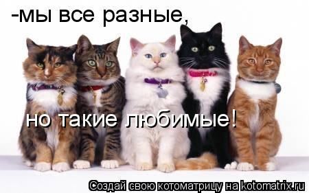 Котоматрица: -мы все разные, но такие любимые!