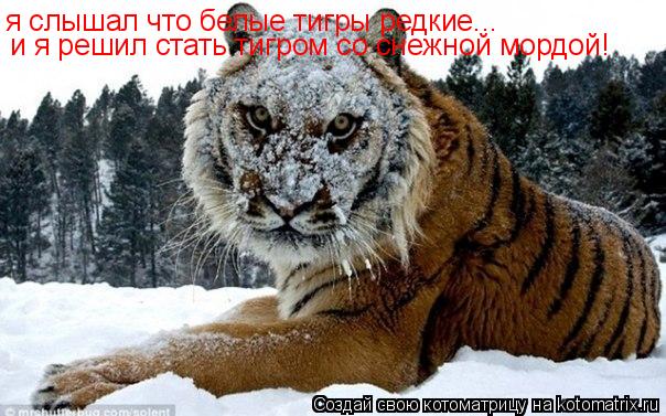 Котоматрица: я слышал что белые тигры редкие... и я решил стать тигром со снежной мордой!