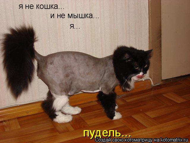 Котоматрица: я не кошка... и не мышка... я... пудель...