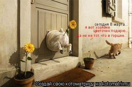 Котоматрица: сегодня 8 марта... я вот хозяйке  цветочек подарю... да не не тот что в горшке...