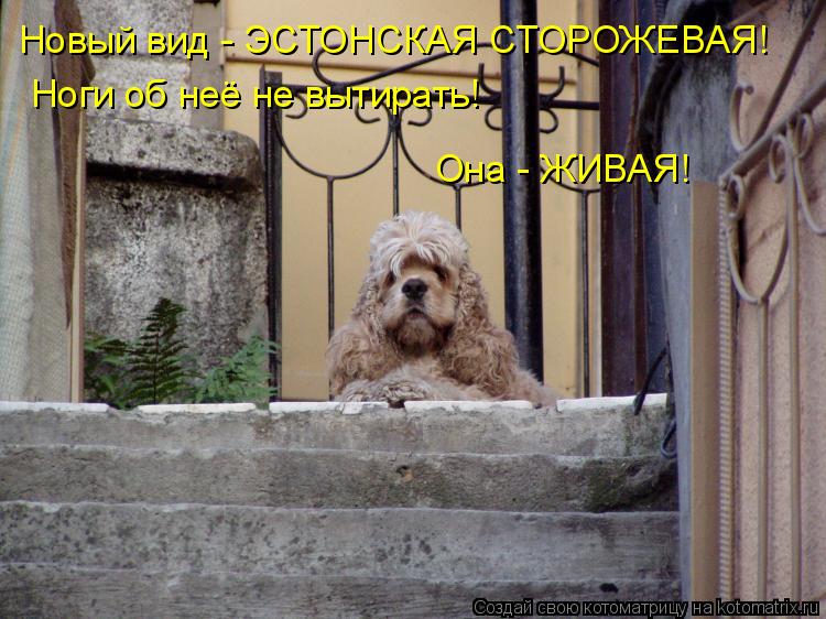 Новый вид - ЭСТОНСКАЯ СТОРОЖЕВАЯ! Ноги об неё не вытирать! Она - ЖИВАЯ!... Котоматрица: Новый вид - ЭСТОНСКАЯ СТОРОЖЕВАЯ! Ноги об неё не вытирать! Она - ЖИВАЯ!