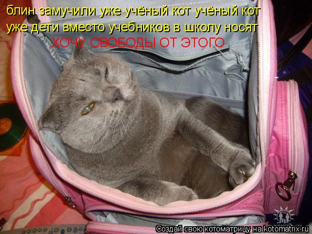 Котоматрица: блин замучили уже учёный кот учёный кот уже дети вместо учебников в школу носят ХОЧУ СВОБОДЫ ОТ ЭТОГО