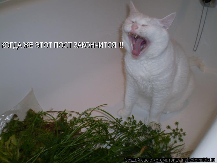 Котоматрица: КОГДА ЖЕ ЭТОТ ПОСТ ЗАКОНЧИТСЯ !!!