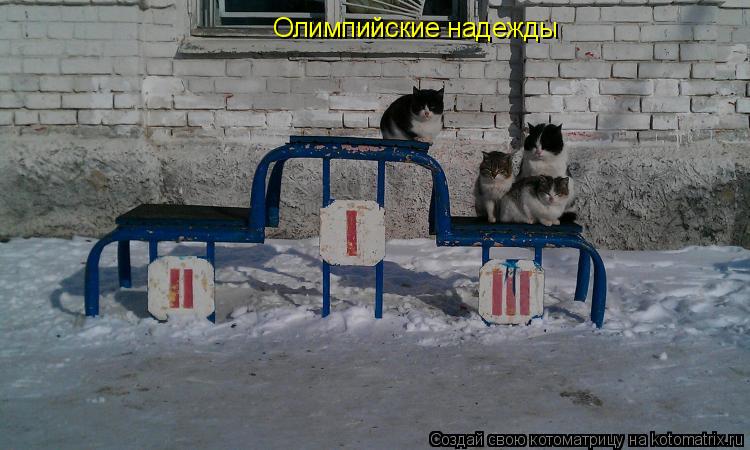 Котоматрица: Олимпийские надежды