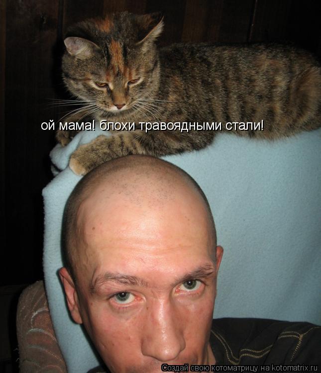 Котоматрица: ой мама! блохи травоядными стали!