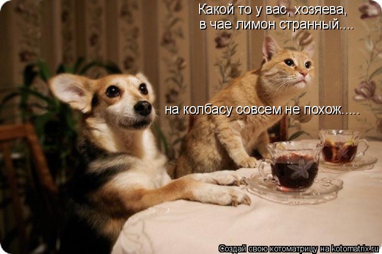 Котоматрица: Какой то у вас, хозяева, в чае лимон странный.... на колбасу совсем не похож.....
