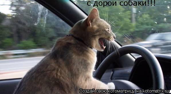 Котоматрица: с дорои собаки!!!