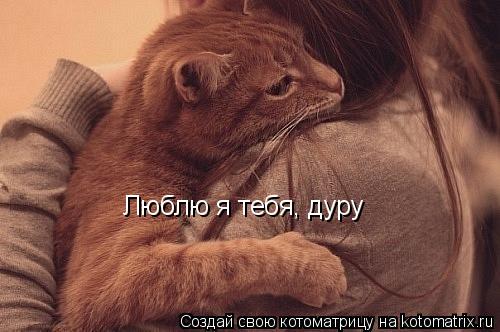 Люблю я тебя, дуру... Котоматрица: Люблю я тебя, дуру