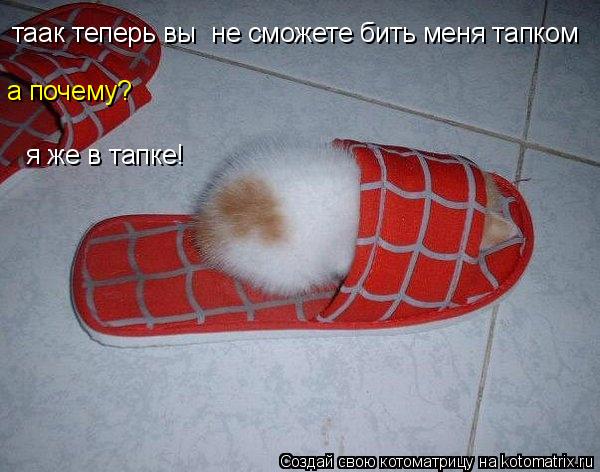 Котоматрица: таак теперь вы  не сможете бить меня тапком а почему? я же в тапке!